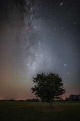 Young little tree with winter milky way