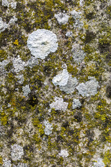 Close Up of Moss Lichen Urban Decay Texture Background