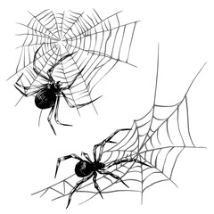 Scary spiderweb of Halloween symbol. Web and poisonous Spider for spooky design. Vector hand drawn illustration.