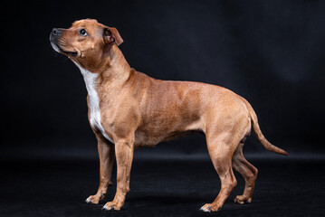 portrait of the Staffordshire Bull Terrier - Staffy, Stafford