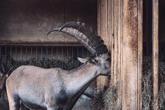Alpine goat with big horns while eating