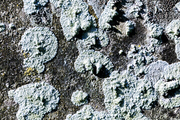 Close Up of Moss Lichen Urban Decay Texture Background