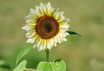 A single white sunflower
