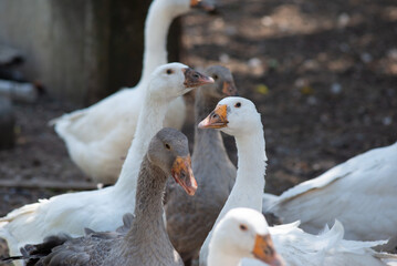 flock of domestic white geese in the village