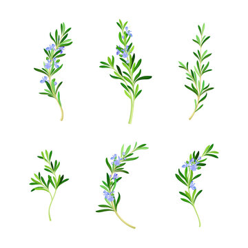 Set of sprigs of fresh flowering rosemary, Spice herb plant cartoon vector illustration