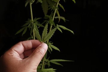 Fototapeta na wymiar Marijuana or Cannabis Leaf background.
