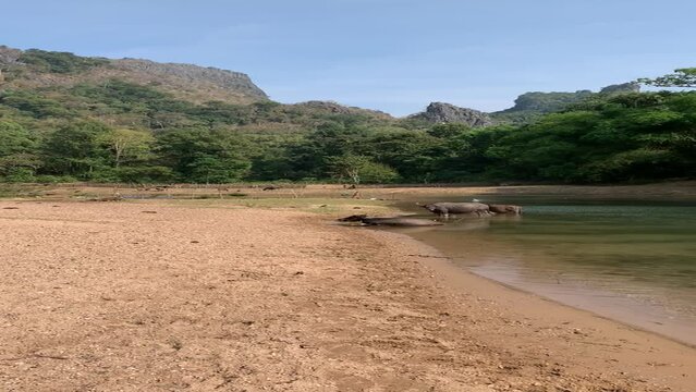 Buffles de rivi&egrave;re &agrave; Kong Lor - Laos