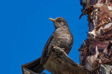 bird of prey