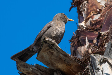 black tailed hawk
