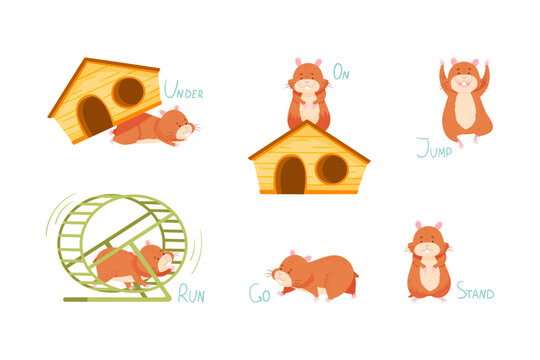 Furry Brown Hamster with Wooden House Demonstrating English Verb and Preposition Vector Set