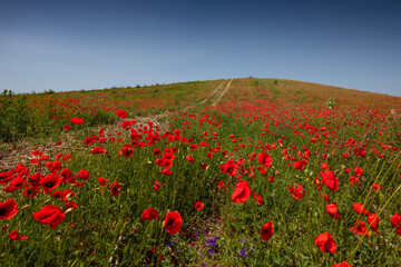 Amazing and large poppy field in Poland. The red color harmonizes beautifully with the blue of the sky. Summer landscape of the Opolskie Voivodeship.