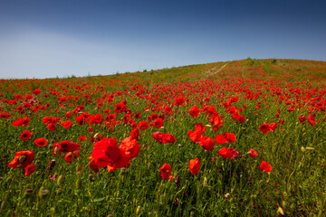 Amazing and large poppy field in Poland. The red color harmonizes beautifully with the blue of the sky. Summer landscape of the Opolskie Voivodeship.