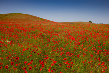 Amazing and large poppy field in Poland. The red color harmonizes beautifully with the blue of the sky. Summer landscape of the Opolskie Voivodeship.