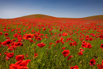 Amazing and large poppy field in Poland. The red color harmonizes beautifully with the blue of the sky. Summer landscape of the Opolskie Voivodeship.