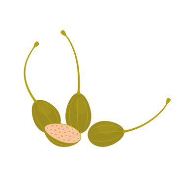 Whole pickled capers and half sliced isolated on white background. Capparis spinosa, caper berries or caperberries icon. Vector vegetables illustration in flat style.