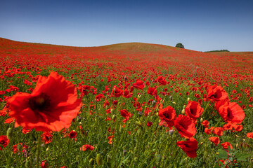 Amazing and large poppy field in Poland. The red color harmonizes beautifully with the blue of the sky. Summer landscape of the Opolskie Voivodeship.