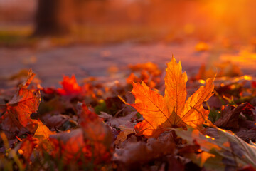 Red autumn maple leaf glows in sun rays. Fallen foliage in city park close-up. Warm natural backlit background.