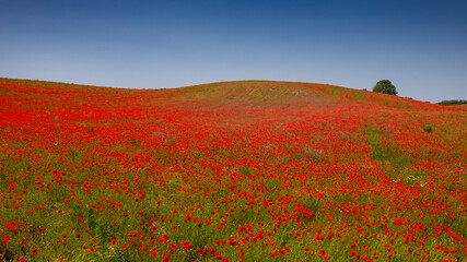 Plakat Amazing and large poppy field in Poland. The red color harmonizes beautifully with the blue of the sky. Summer landscape of the Opolskie Voivodeship.
