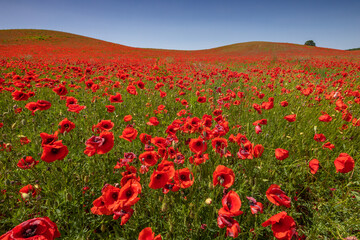 Amazing and large poppy field in Poland. The red color harmonizes beautifully with the blue of the sky. Summer landscape of the Opolskie Voivodeship.