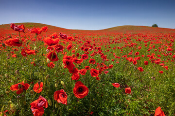 Fototapeta na wymiar Amazing and large poppy field in Poland. The red color harmonizes beautifully with the blue of the sky. Summer landscape of the Opolskie Voivodeship.