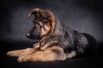 portrait of the german shepherd short hair puppy dog