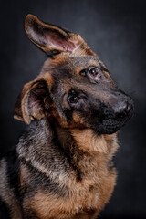 portrait of the german shepherd short hair puppy dog