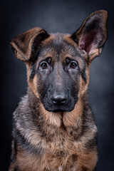 portrait of the german shepherd short hair puppy dog