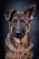 portrait of the german shepherd short hair puppy dog