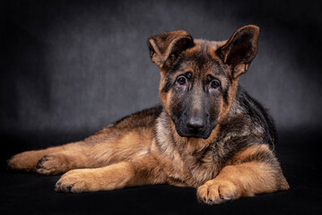 portrait of the german shepherd short hair puppy dog
