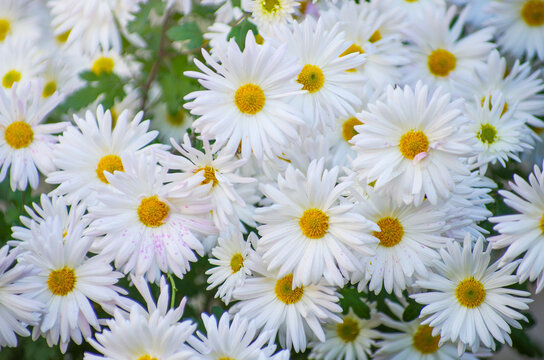 A photo of chrysanthemum flowers in an autumn garden.