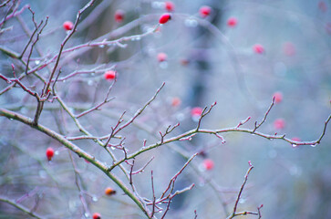 Frozen bare branches of trees. Winter background.