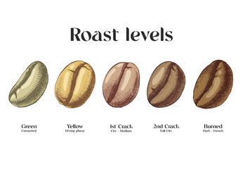 Coffee Roasting Levels for packaging design.