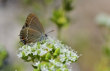 Satyrium abdominalis  824 