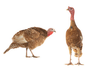 brown female and male turkeys isolated on white background