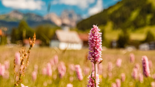 Bistorta officinalis, dragonwort, with a church in the background at the famous Tannheimer Tal valley, Tyrol, Austria