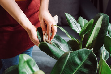 Unrecognizable caring young girl cleans indoor plants, takes care leaf. Gardening, housewife and housework chores concept. Close up of female hands wiping dust from big green leaves of plant at home