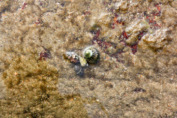 molluscs on the rocks of a tidal pool between algae