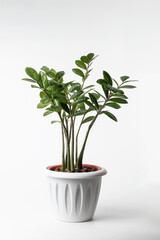 Houseplant Zamioculcas in a pot isolated on white background.