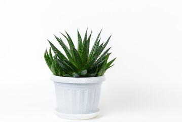 Succulent houseplant Haworthia in a pot on white background.