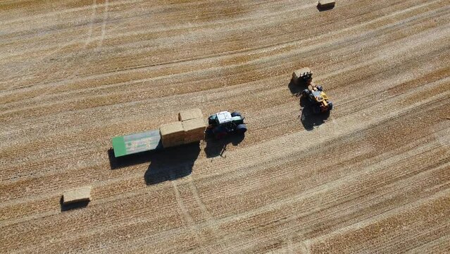 British Agricultural and Harvesting Fields Farms at Sunset Time. High Angle Footage taken with drone's camera on a hot summer day of England. Agricultural Farms and Working Machines at Dunstable Downs