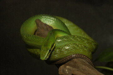 Green snake on the wood strick, dangerous for people