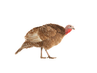 brown turkey isolated on white background