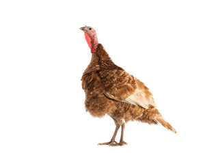 brown turkey isolated on white background