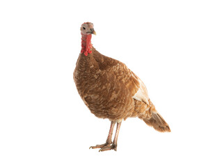 brown female turkey isolated on white background