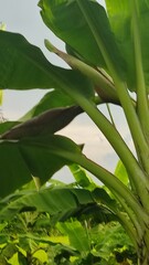 leaves in the garden