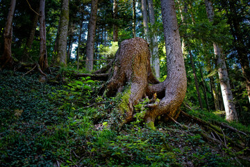 Baumwurzel in Wurzel