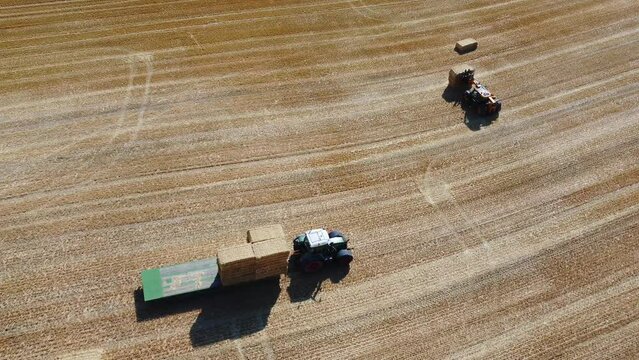 British Agricultural and Harvesting Fields Farms at Sunset Time. High Angle Footage taken with drone's camera on a hot summer day of England. Agricultural Farms and Working Machines at Dunstable Downs