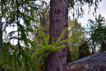 Fototapeta premium tree in the forest