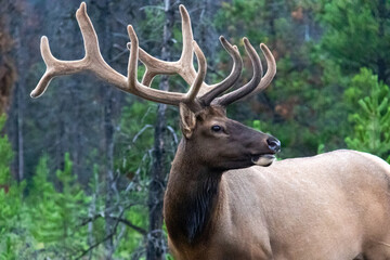 Naklejka na ściany i meble elk in the mountain forest
