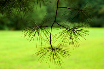 Branch of white pine tree is hanging down outdoors in the forest creating abstract design, with shallow depth of field revealing lush foliage in the blurred background and bright green meadow.